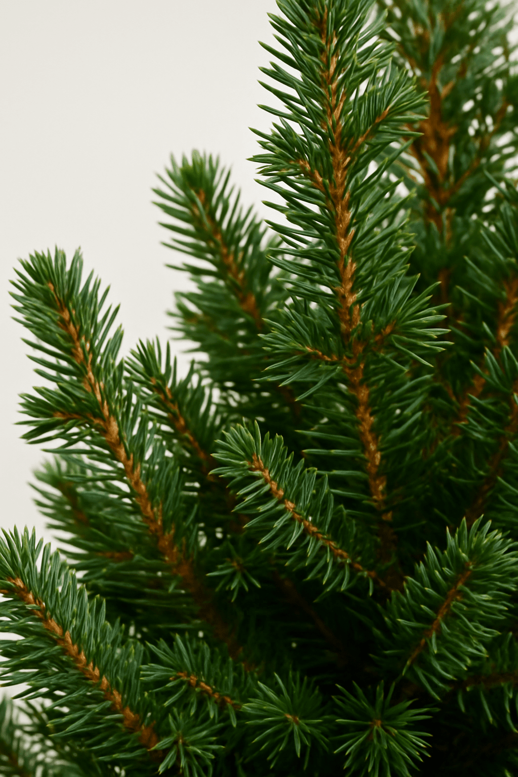 green-guardia-unsere-pflanzen-nobilis-tanne-weihnachtsbaum-30-60-cm image 2
