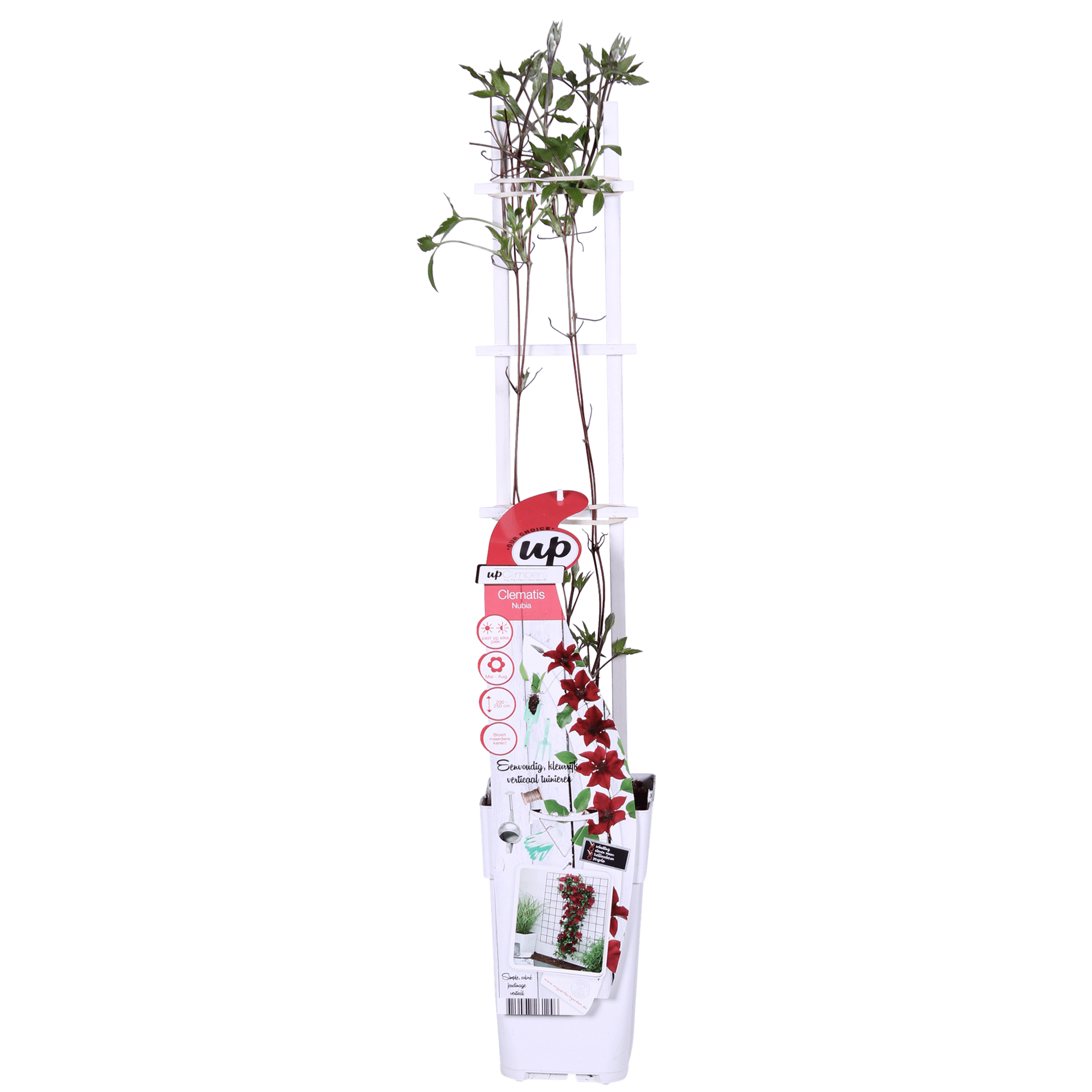 green-guardia-clematis-nubia-rot-kletterpflanze-65cm-k-bel image 5