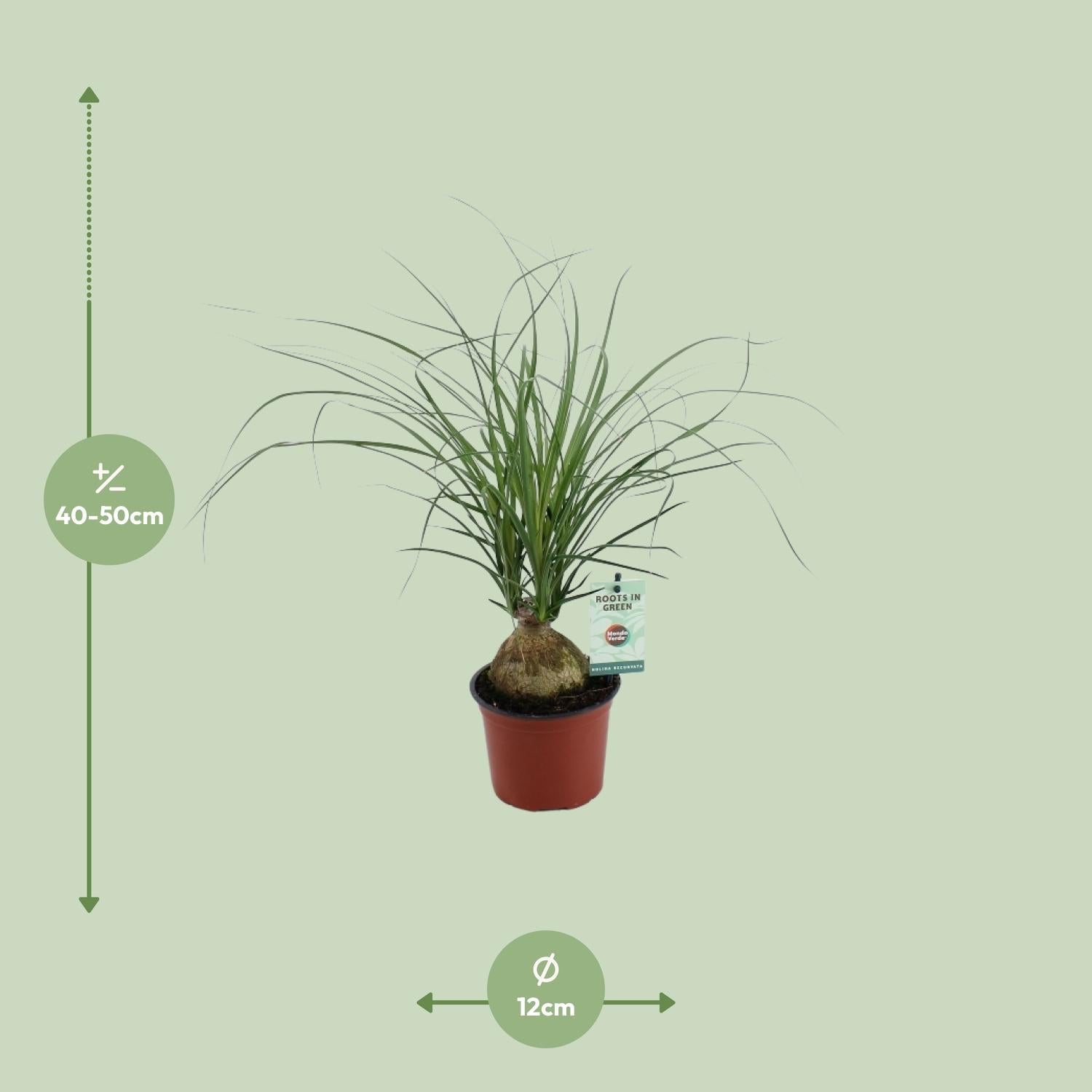 green-guardia-elefantenfu-beaucarnea-zimmerpflanze-45-cm image 2
