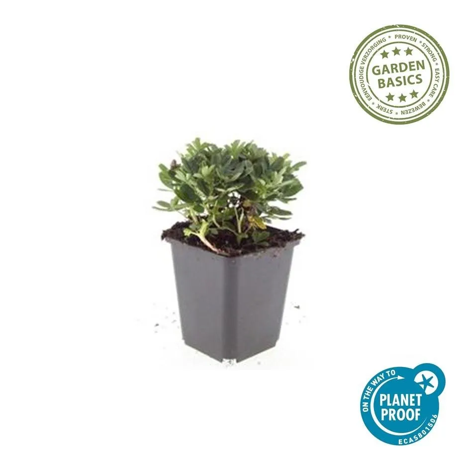 green-guardia-fingerkraut-nuuk-bodendecker-6-pflanzen-wei image 1