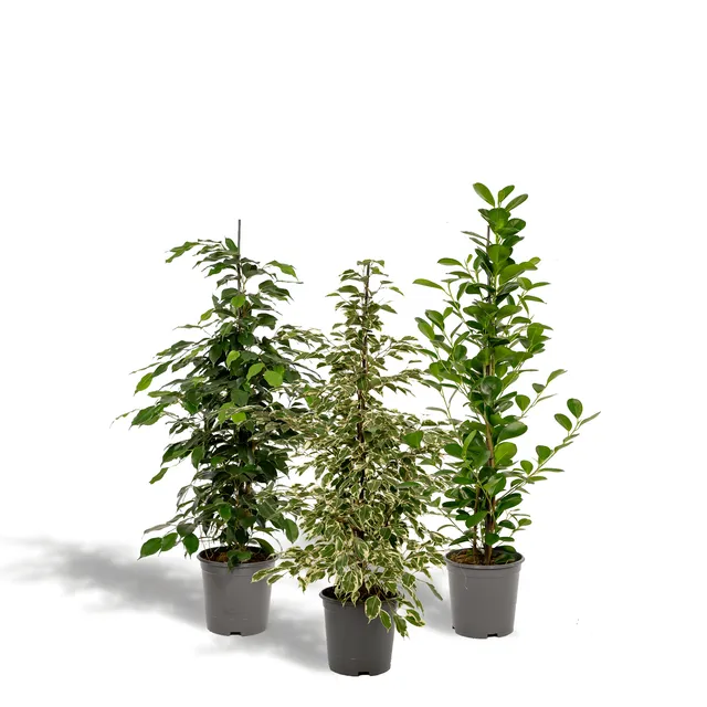 green-guardia-unsere-pflanzen-ficus-set-3-pflanzen-21cm-topf-95cm image 1