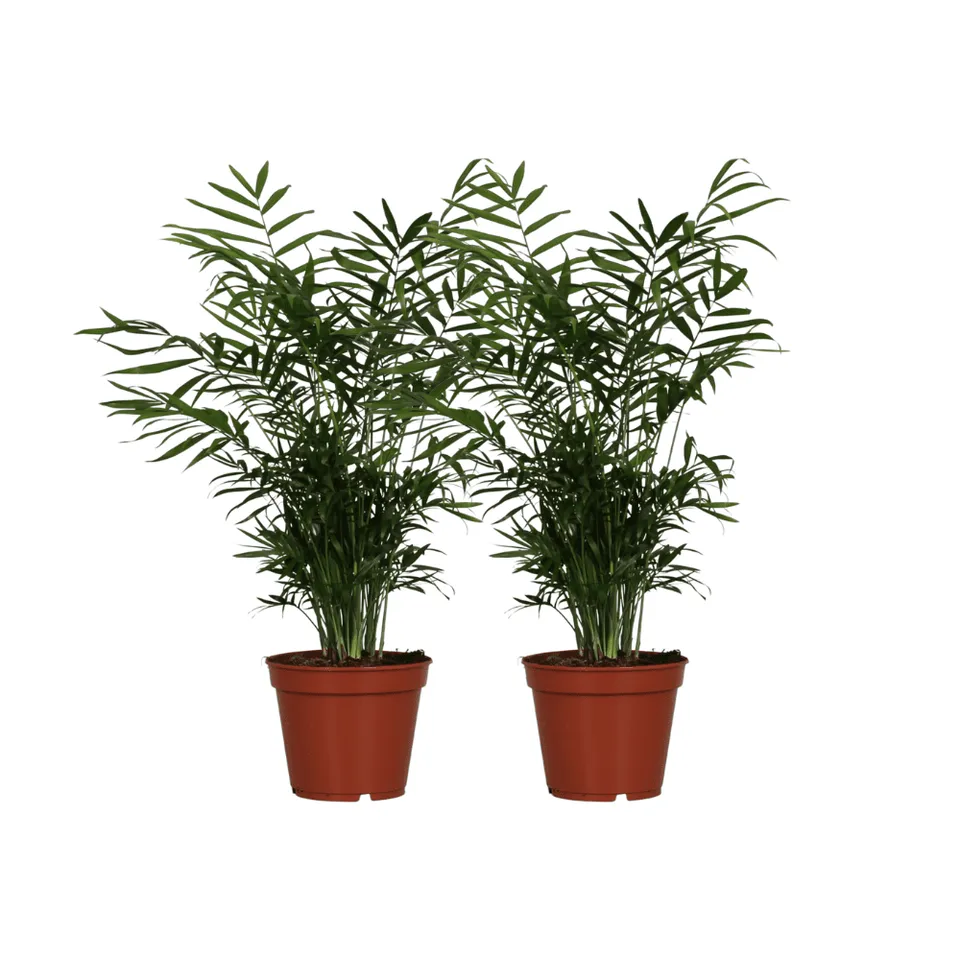 green-guardia-chamaedorea-elegans-bergpalme-2-pflanzen-55cm image 1