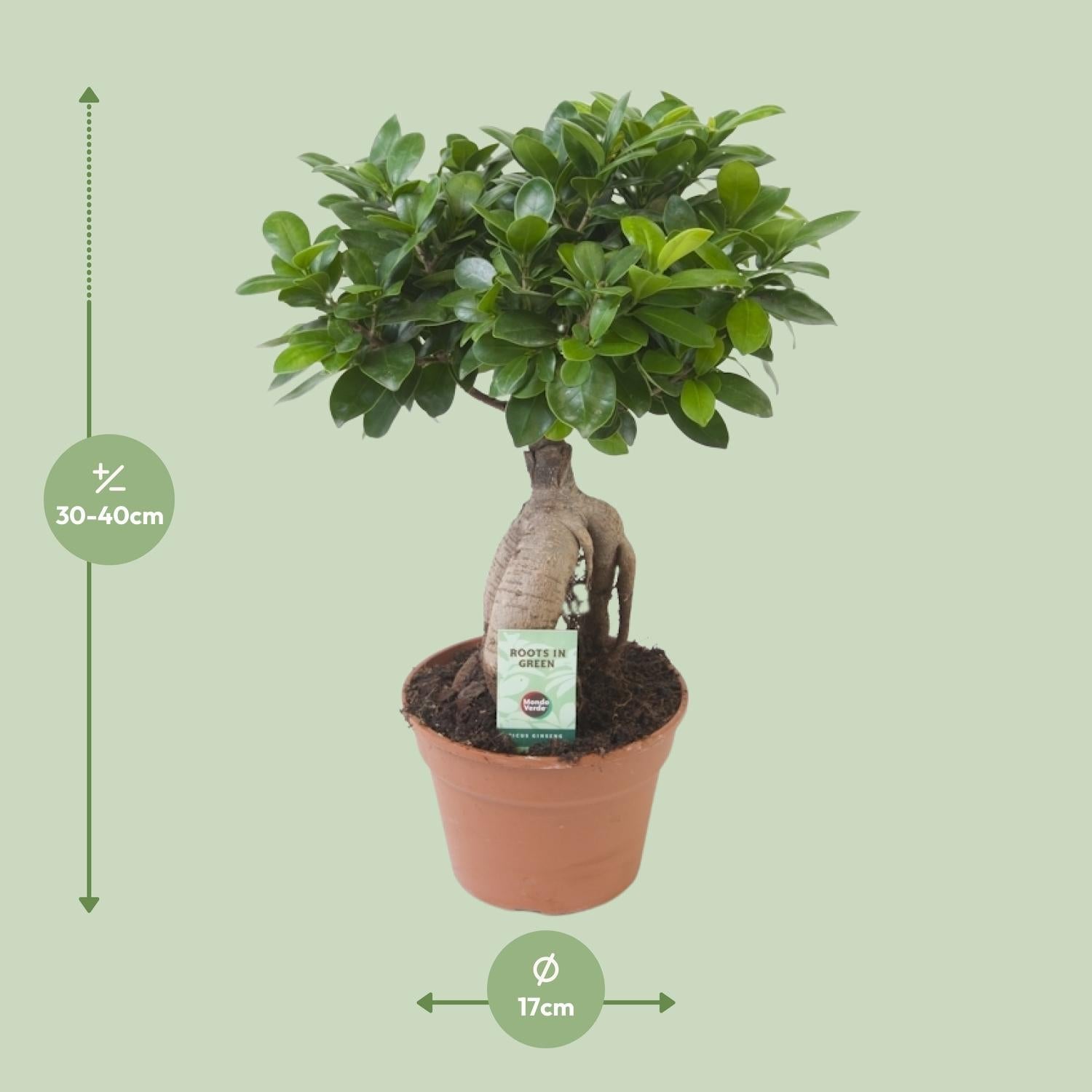 green-guardia-ficus-ginseng-bonsai-feige-70-cm-zimmerpflanze image 3