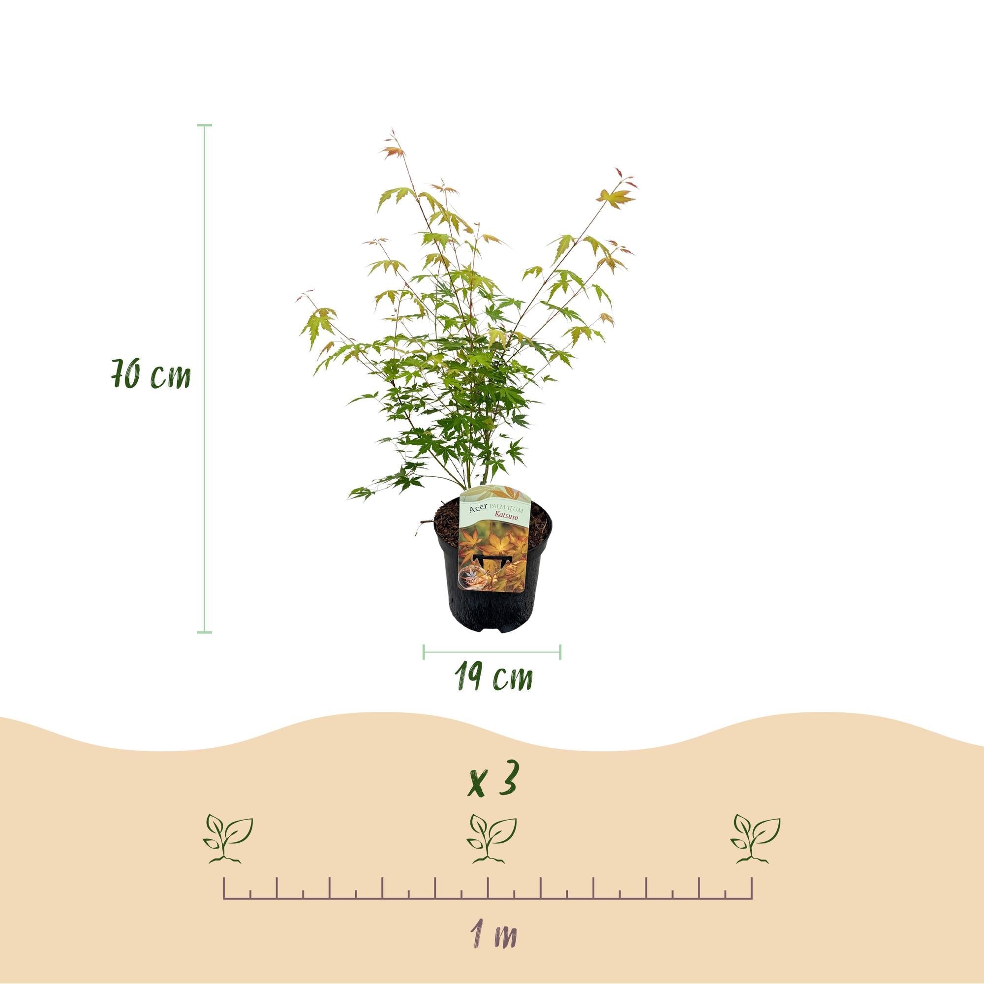 green-guardia-katsura-japanischer-ahorn-70-cm-pflegeleicht image 2