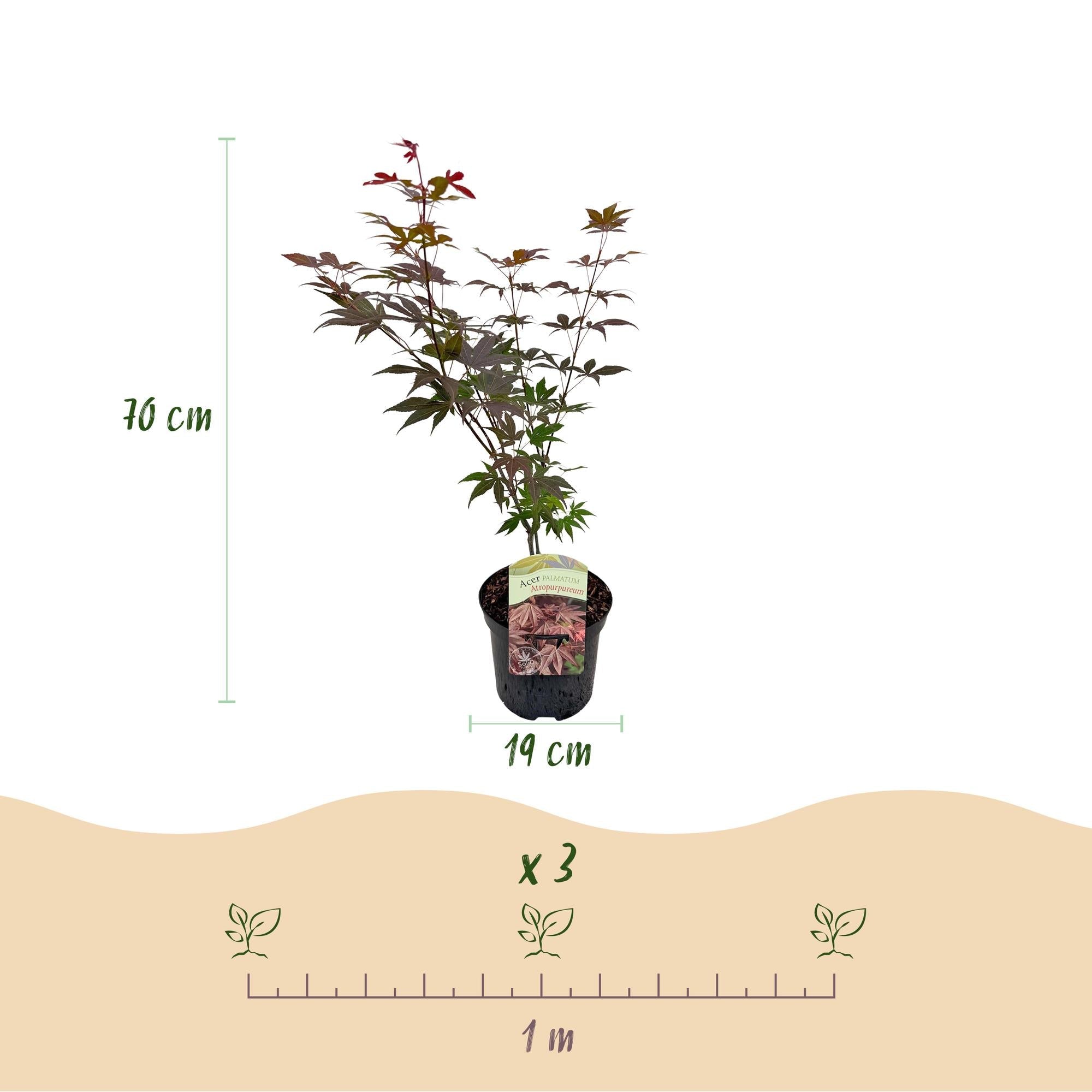 green-guardia-unsere-pflanzen-japanischer-ahorn-atropurpureum-70-cm image 2