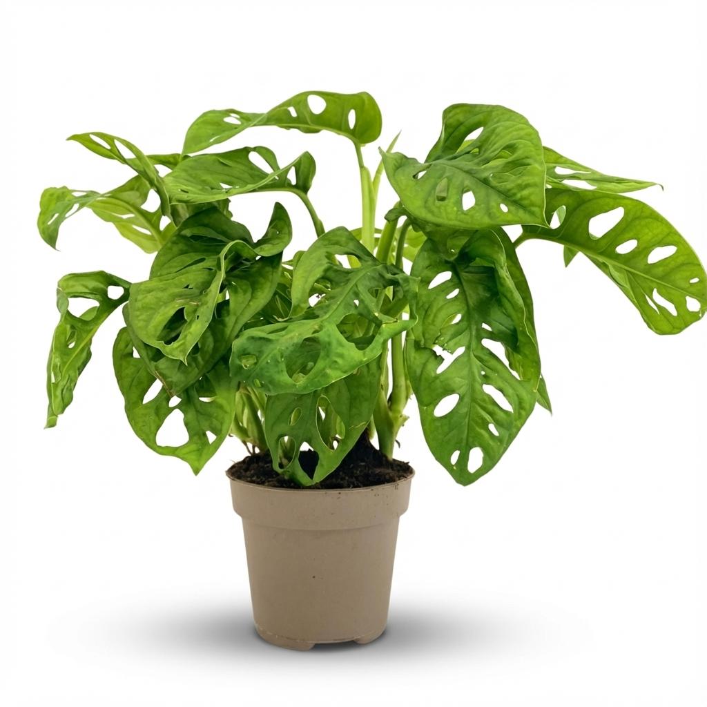 green-guardia-unsere-pflanzen-monstera-monkey-mask-zimmerpflanze-12-cm image 1