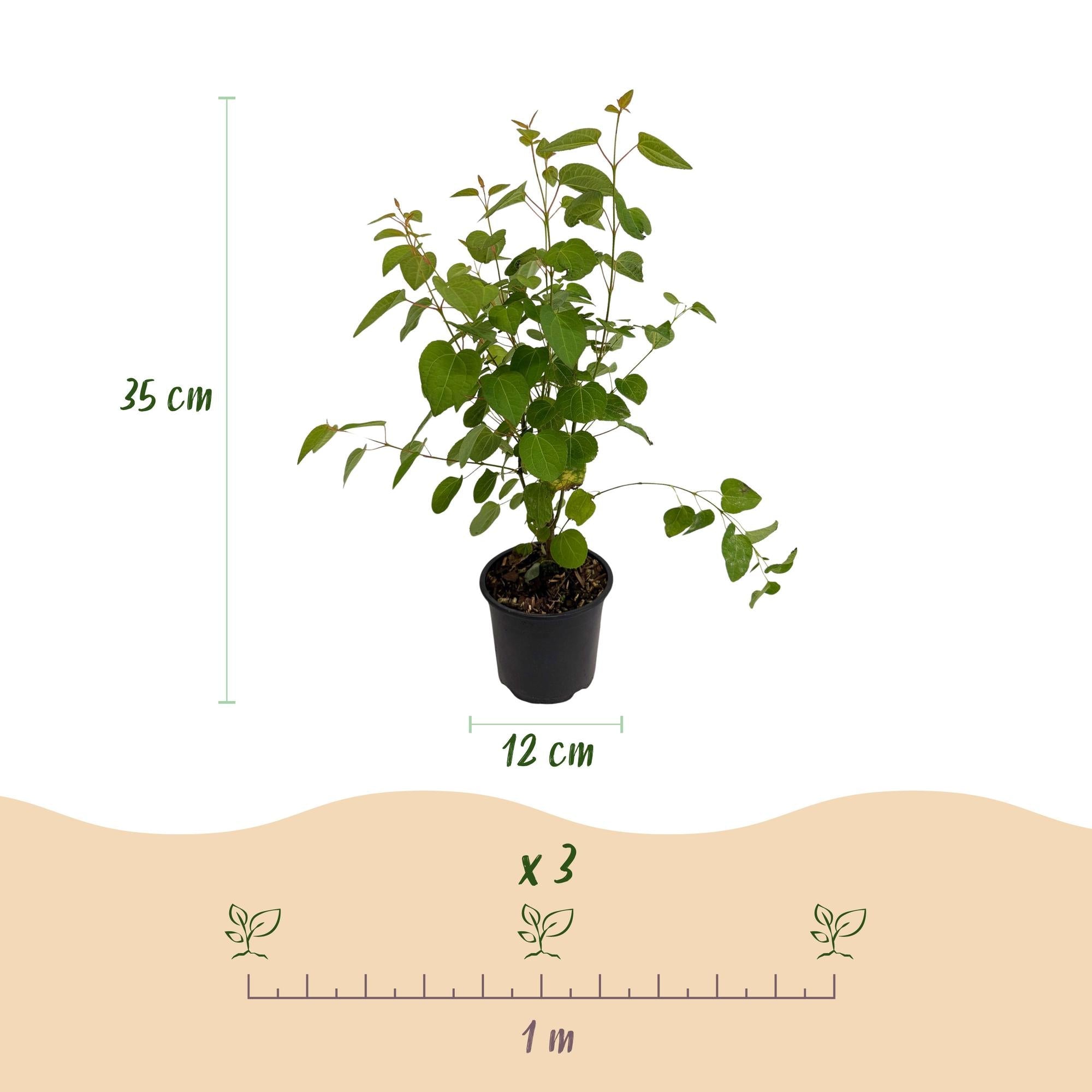 green-guardia-unsere-pflanzen-cercidiphyllum-japonicum-zierstrauch-12cm image 2