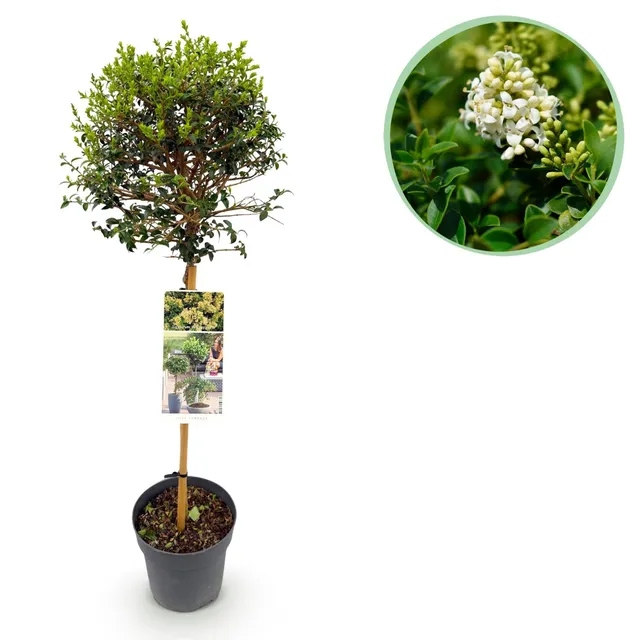 green-guardia-ligustrum-delavayanum-stamm-90-cm-immergr-n image 1
