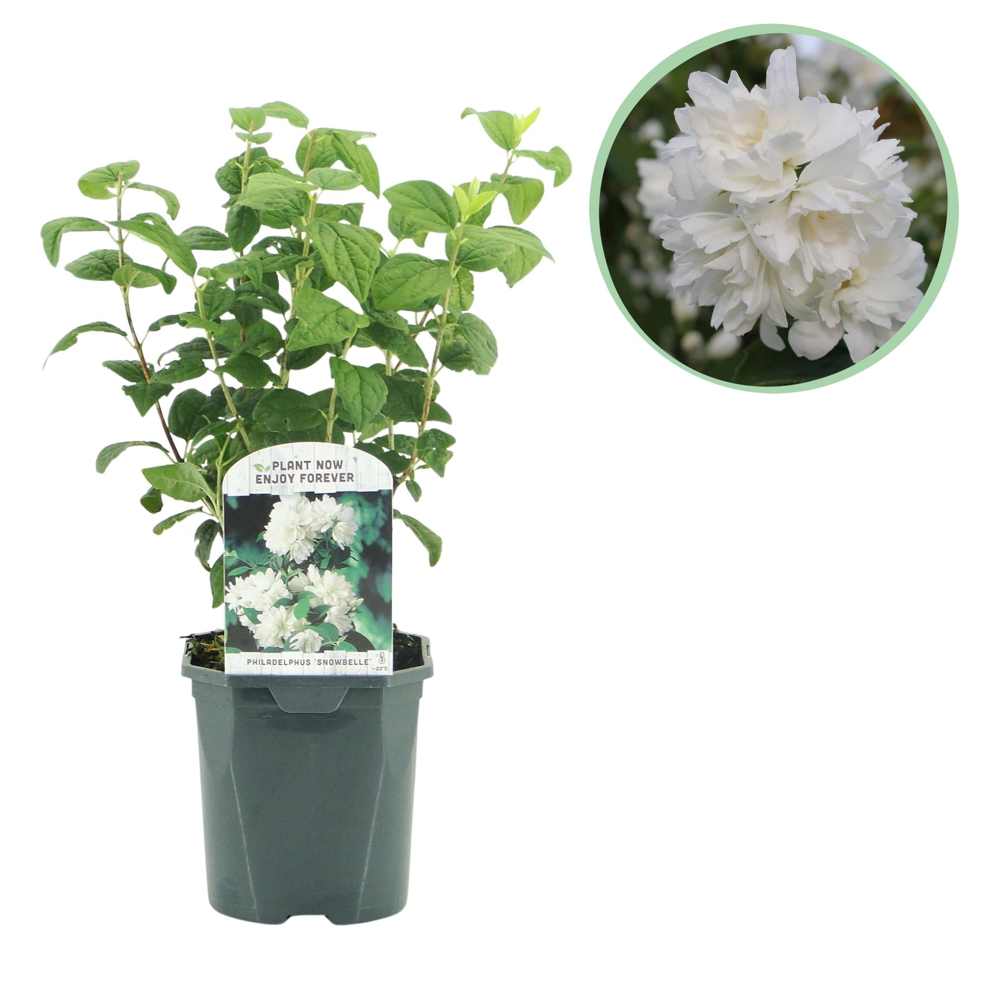 green-guardia-snowbelle-bauernjasmin-wei-17-cm-topf image 1