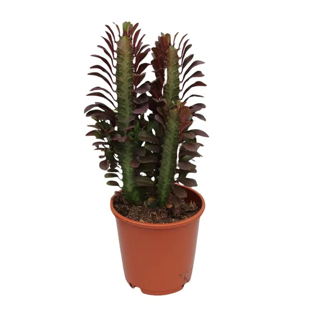 green-guardia-unsere-pflanzen-euphorbia-trigona-sukkulente-40cm-12cm-topf image 1