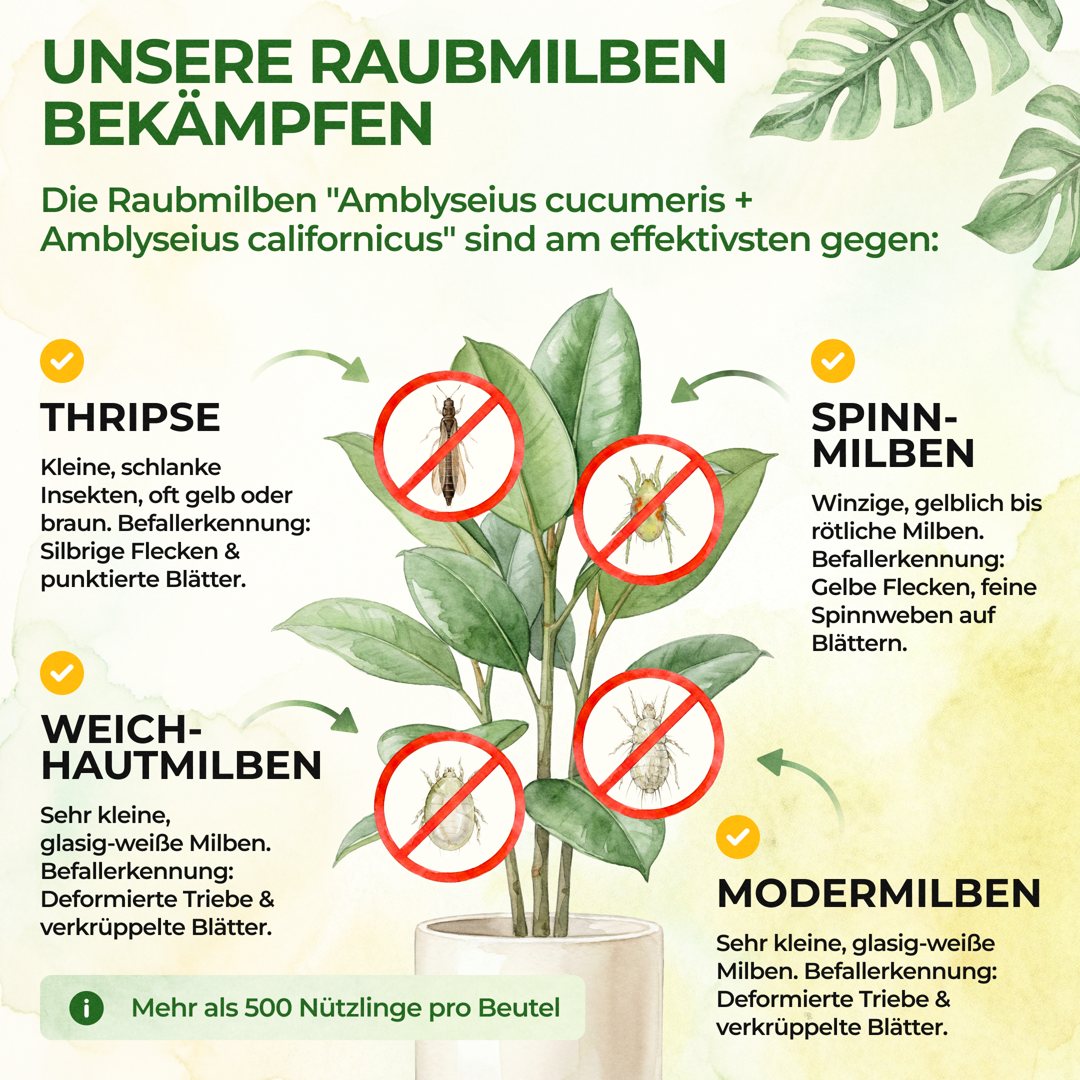 green-guardia-raubmilben-mix-n-tzlinge-gegen-thripse-spinnmilben-2-t-ten image 2