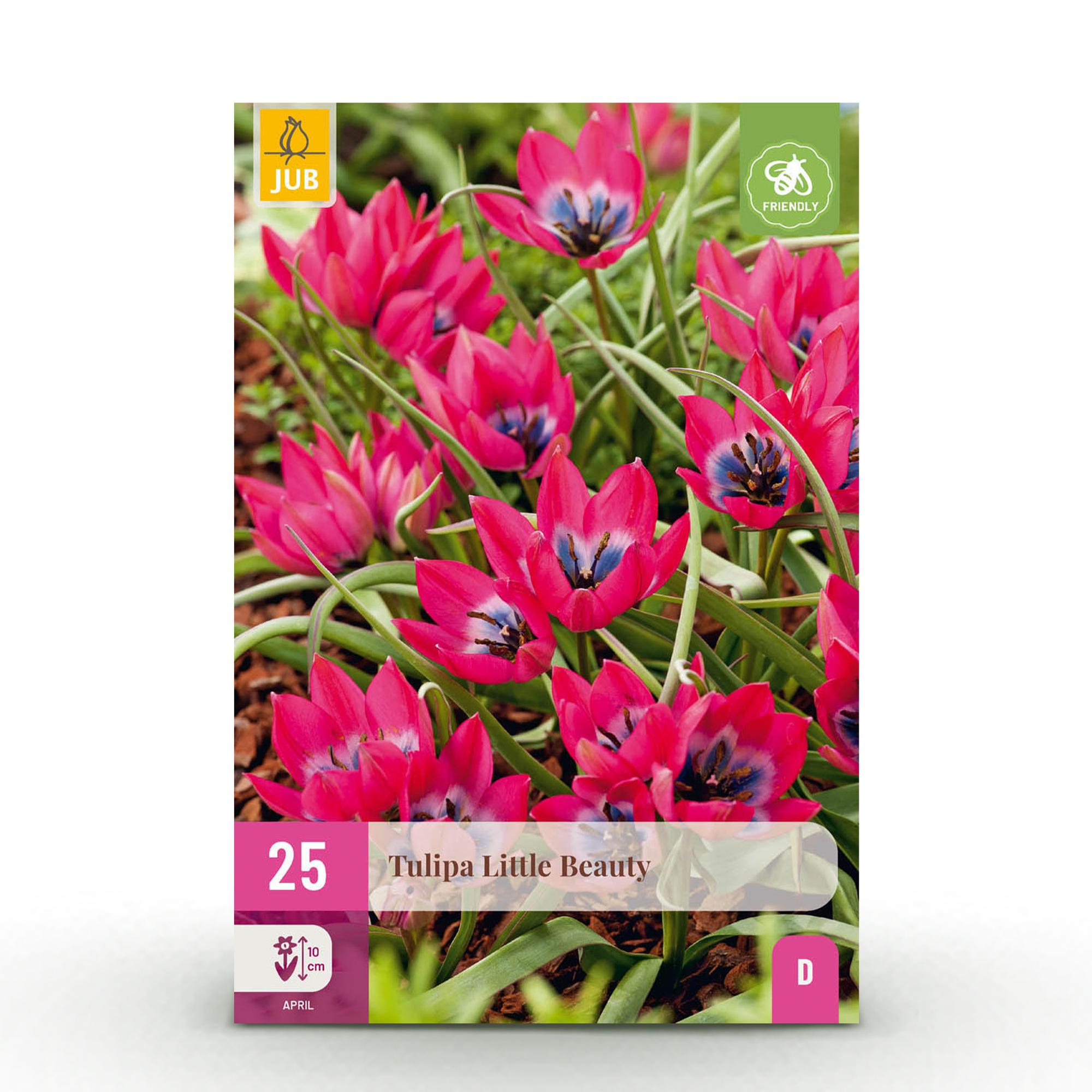 green-guardia-tulpe-little-beauty-dunkelrosa-25-st-ck-winterhart image 1