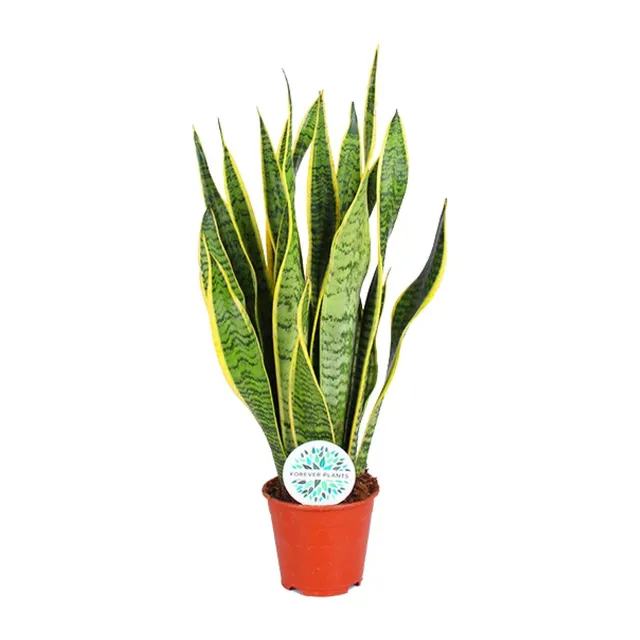 green-guardia-unsere-pflanzen-sansevieria-laurentii-bogenhanf-40-85-cm image 1
