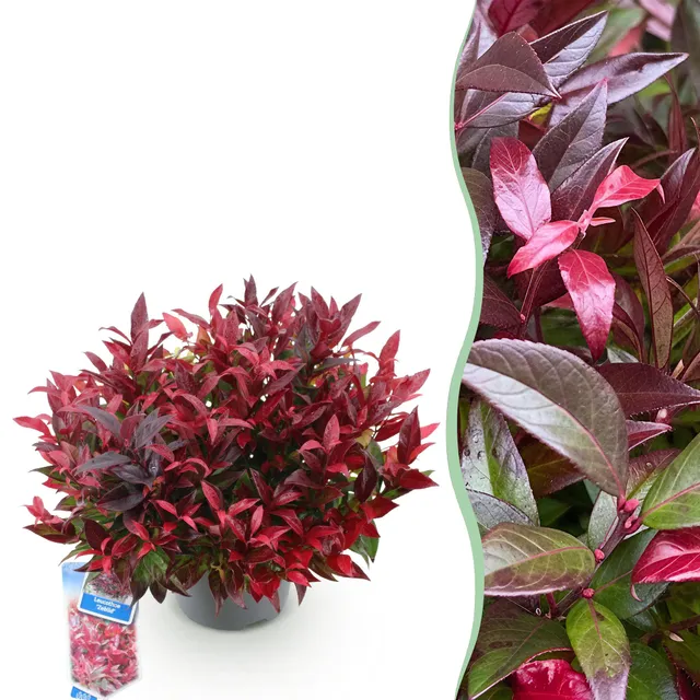 green-guardia-unsere-pflanzen-leucothoe-zeblid-strauch-rot-1x-pflanze image 1