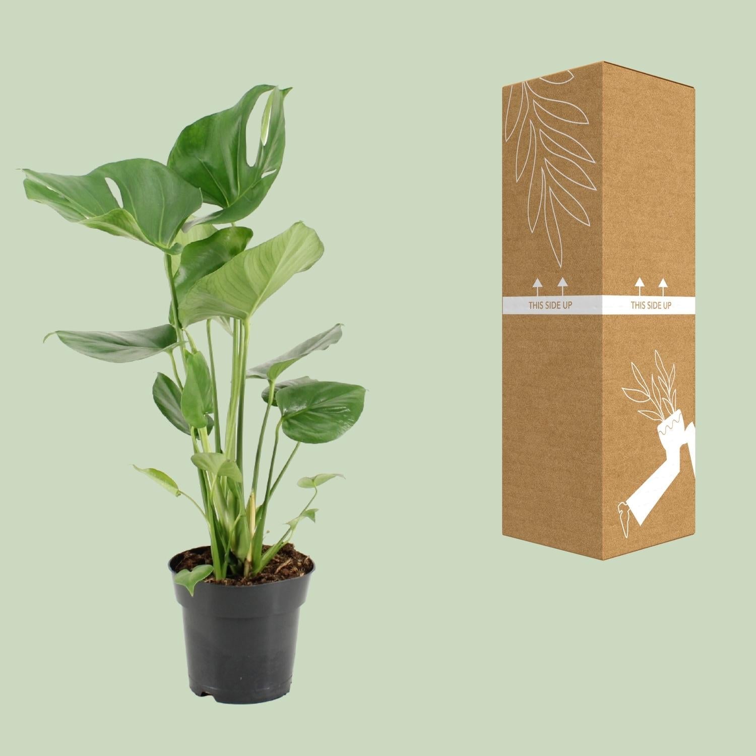 green-guardia-monstera-deliciosa-fensterblatt-105-cm-pflanze image 3