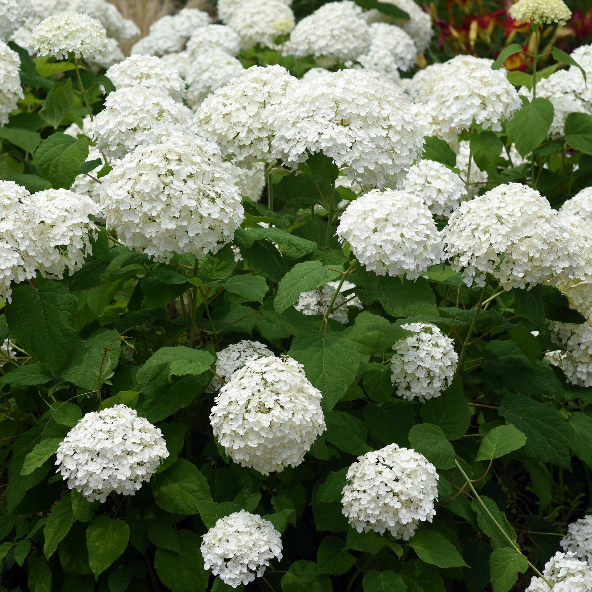 green-guardia-annabelle-hortensie-wei-17-cm-topf-50-cm image 3