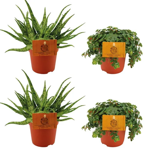 green-guardia-unsere-pflanzen-aloe-spider-sedum-set-4x image 1