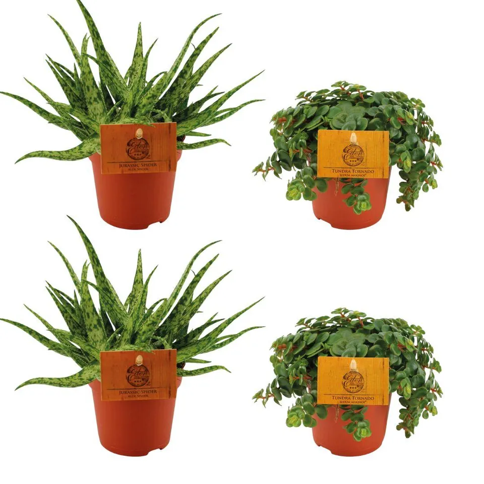 green-guardia-unsere-pflanzen-aloe-spider-sedum-set-4x image 1