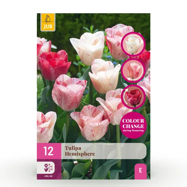 green-guardia-unsere-pflanzen-tulpe-hemisphere-blumenzwiebeln-12-st-ck image 1