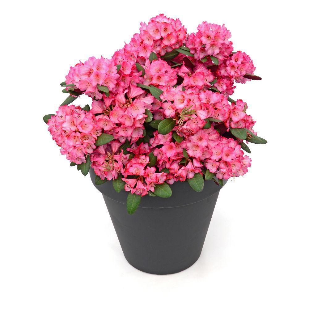 green-guardia-rhododendron-wine-roses-zimmerpflanze-13-cm-topf-immergr-n image 6