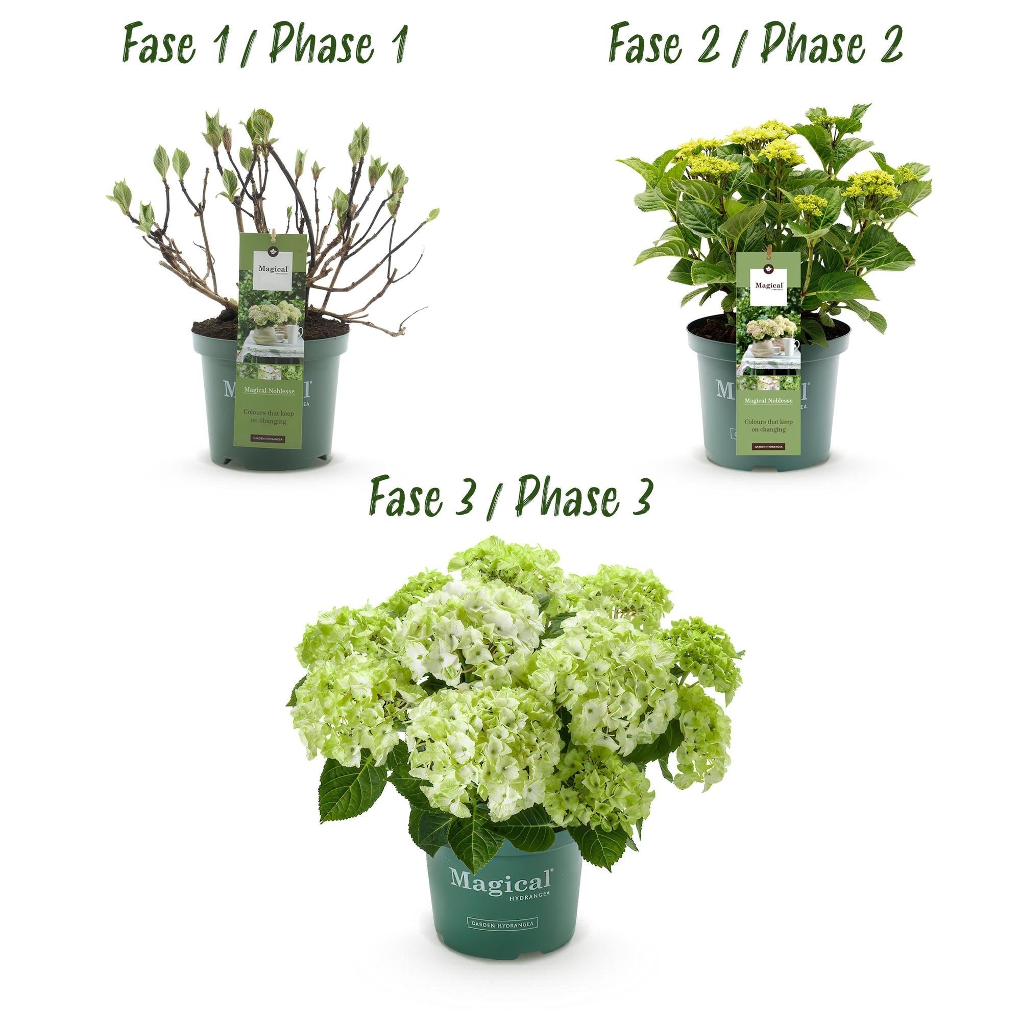 green-guardia-hortensie-magical-nobless-wei-23cm-winterhart image 3