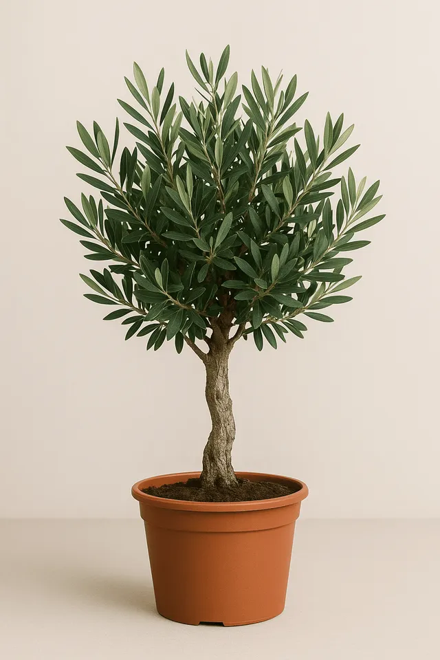 green-guardia-unsere-pflanzen-olivenbaum-olea-europaea-60-cm-topf-15cm image 1