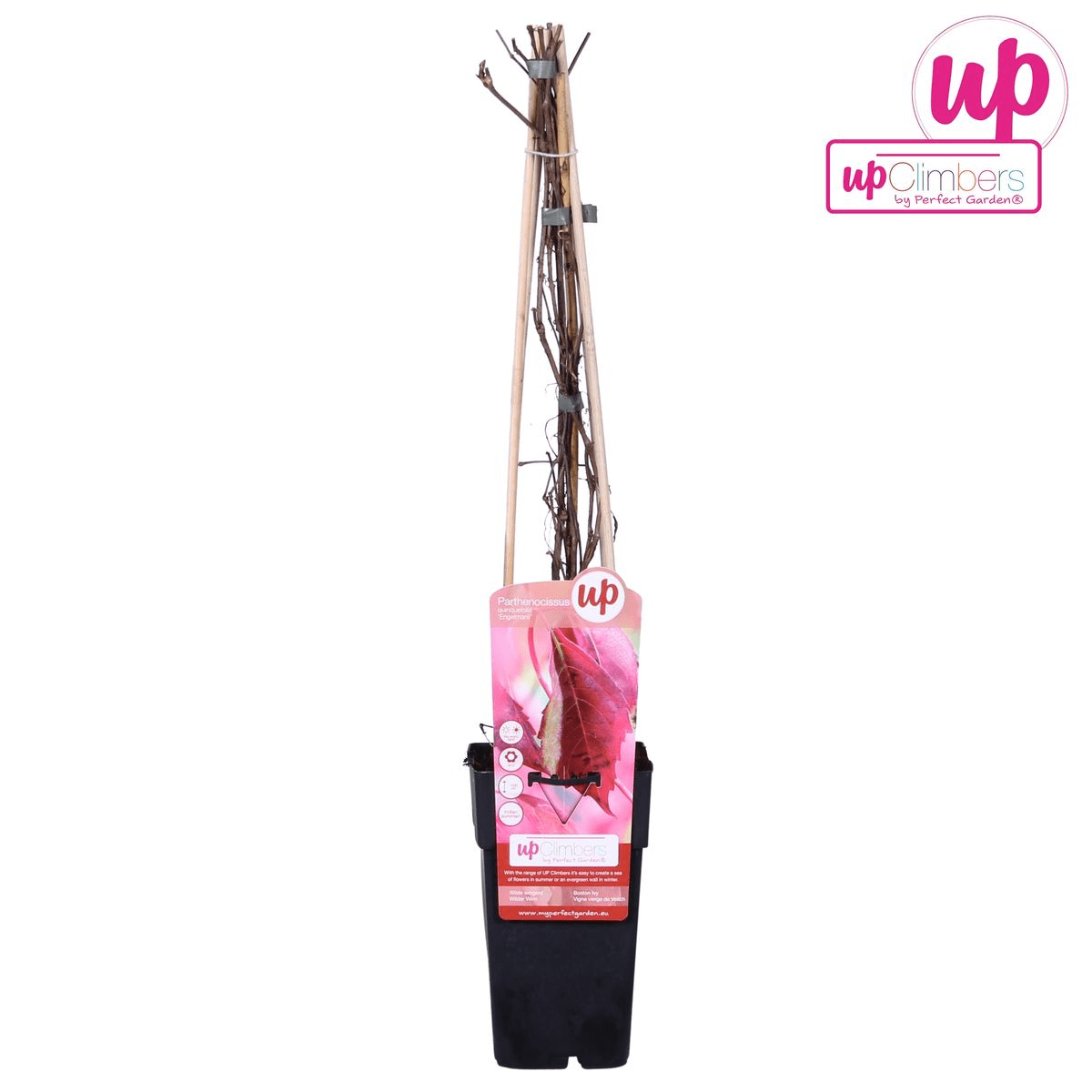 green-guardia-engelmannii-wilder-wein-kletterpflanze-65-cm-15-cm-topf image 6