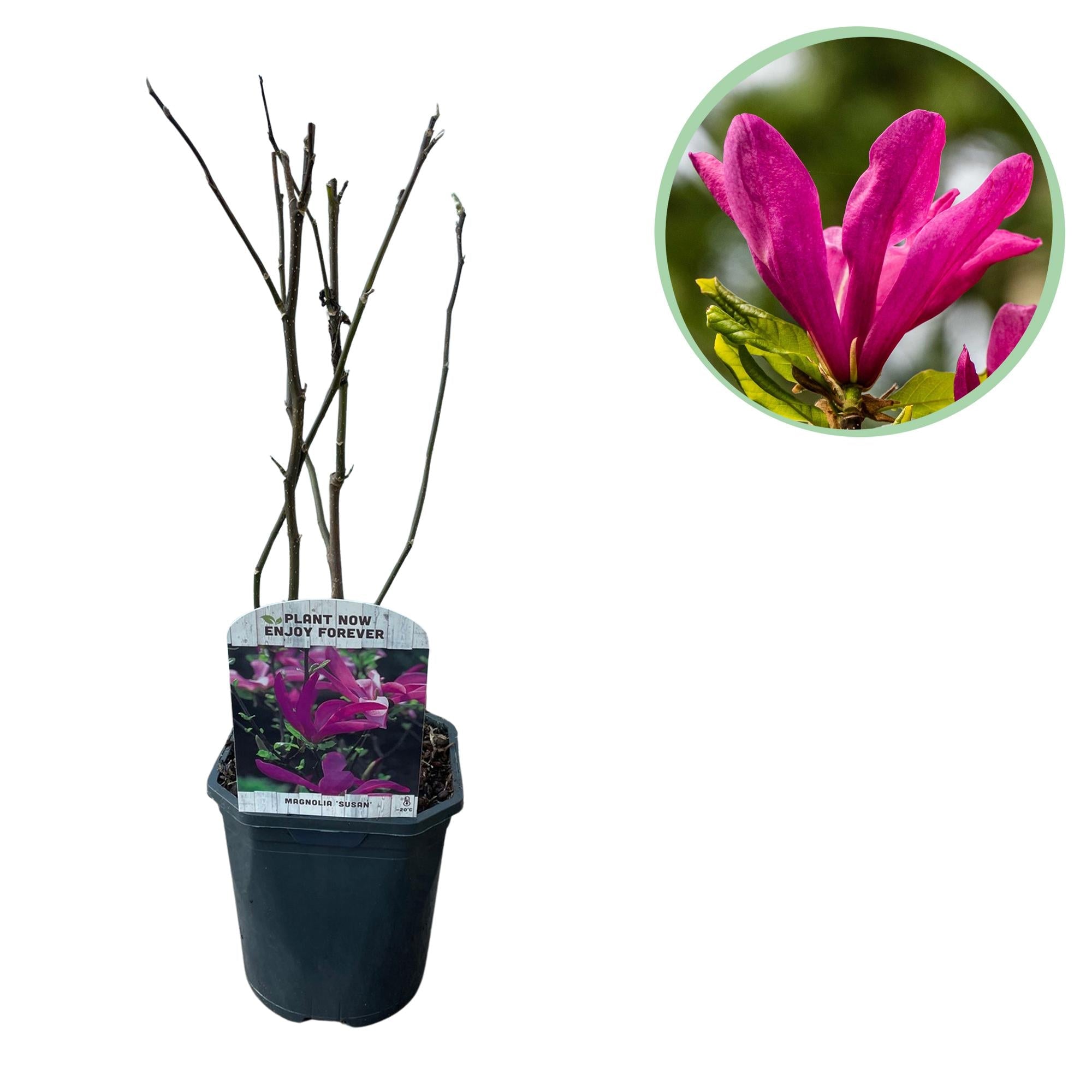 green-guardia-magnolie-susan-bl-hstrauch-17cm-topf-dunkelrosa image 1