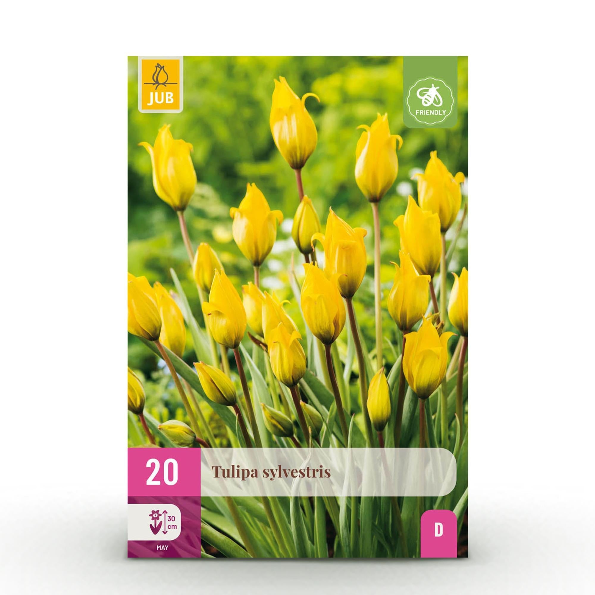 green-guardia-unsere-pflanzen-tulipa-sylvestris-blumenzwiebeln-20-st-ck-gelb image 1