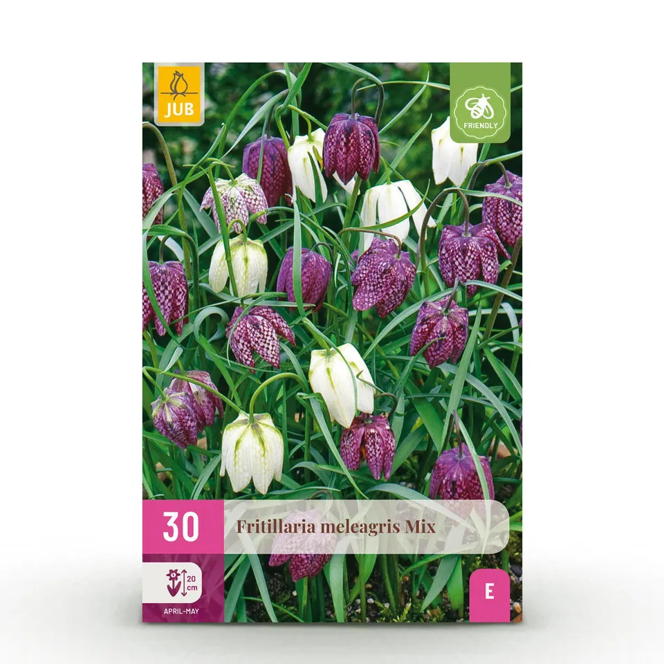 green-guardia-fritillaria-meleagris-mix-30-st-ck-lila image 1