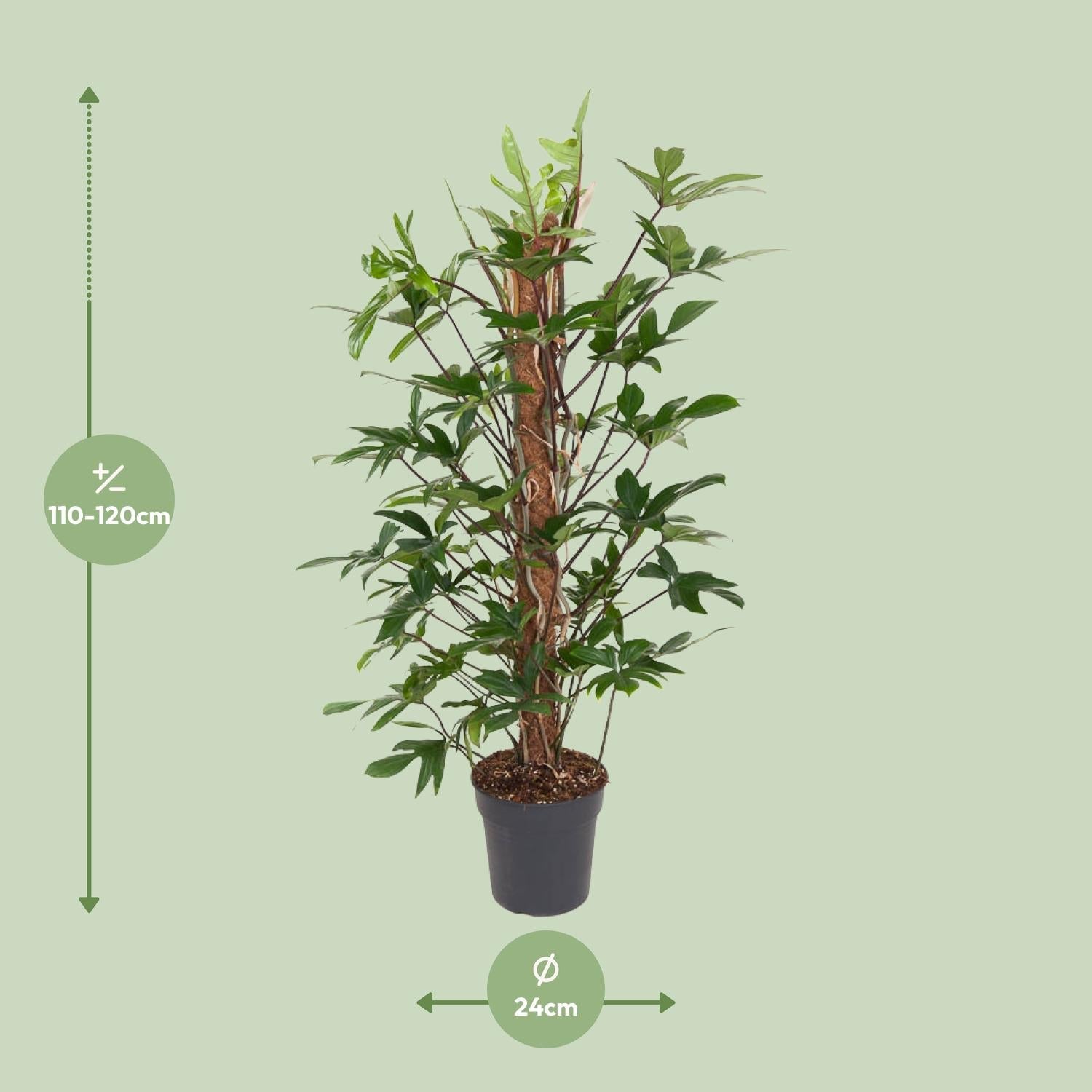 green-guardia-philodendron-pedatum-baumfreund-24-cm-topf image 2