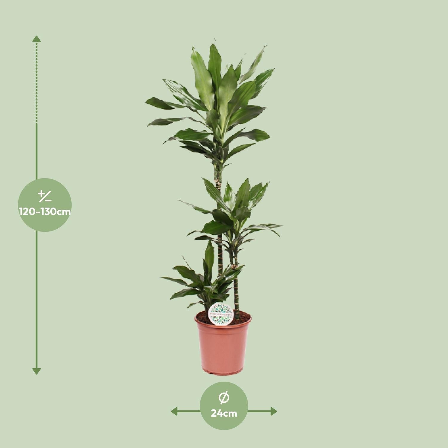 green-guardia-dracaena-janet-lind-drachenbaum-17-cm-70-cm image 4