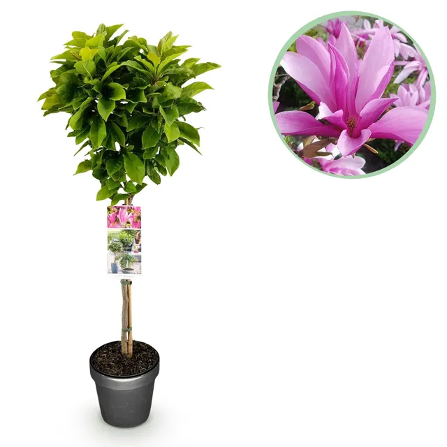 green-guardia-magnolia-susan-rosa-19-cm-topf-90-cm image 1