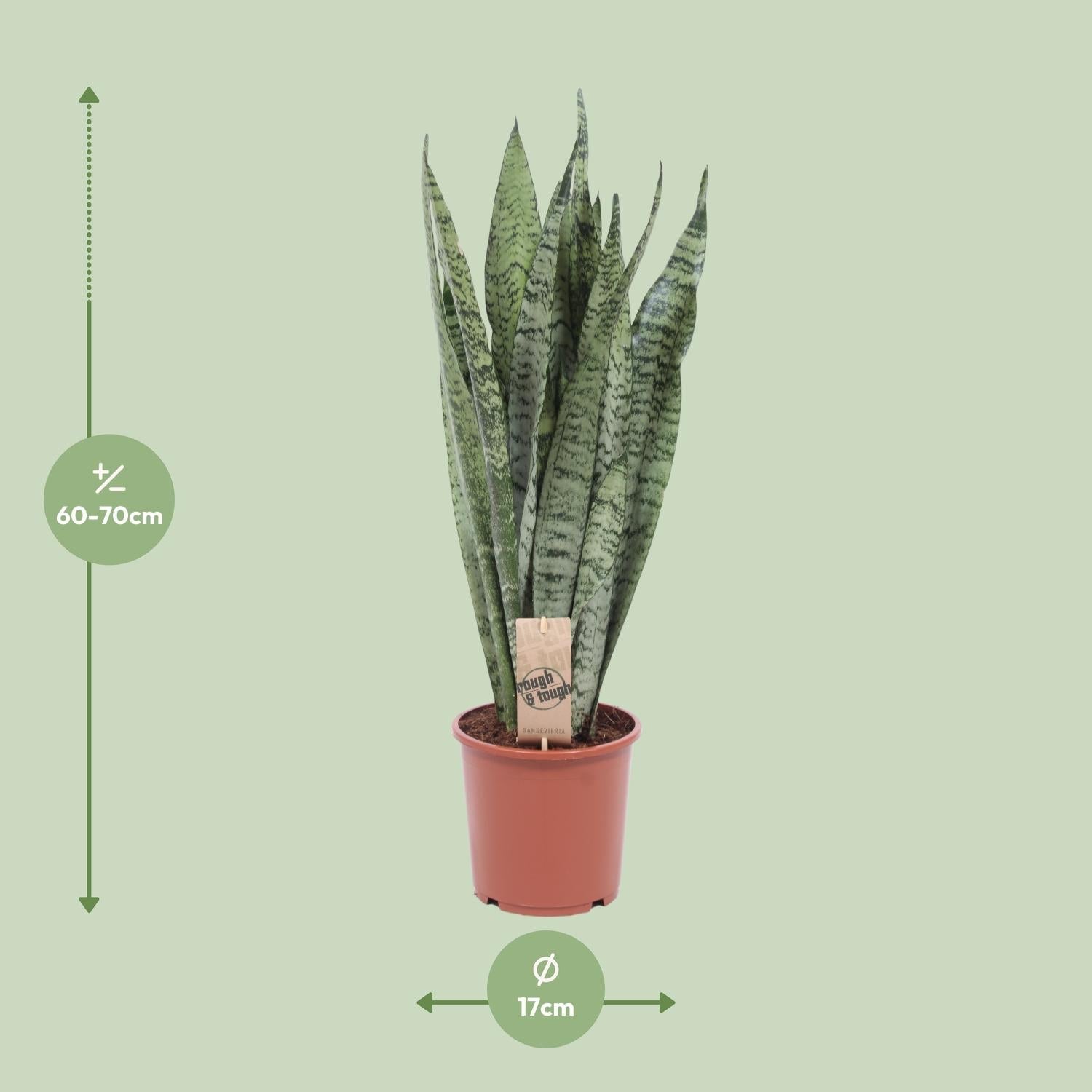 green-guardia-unsere-pflanzen-sansevieria-zeylanica-zimmerpflanze-70cm-luftreini image 2