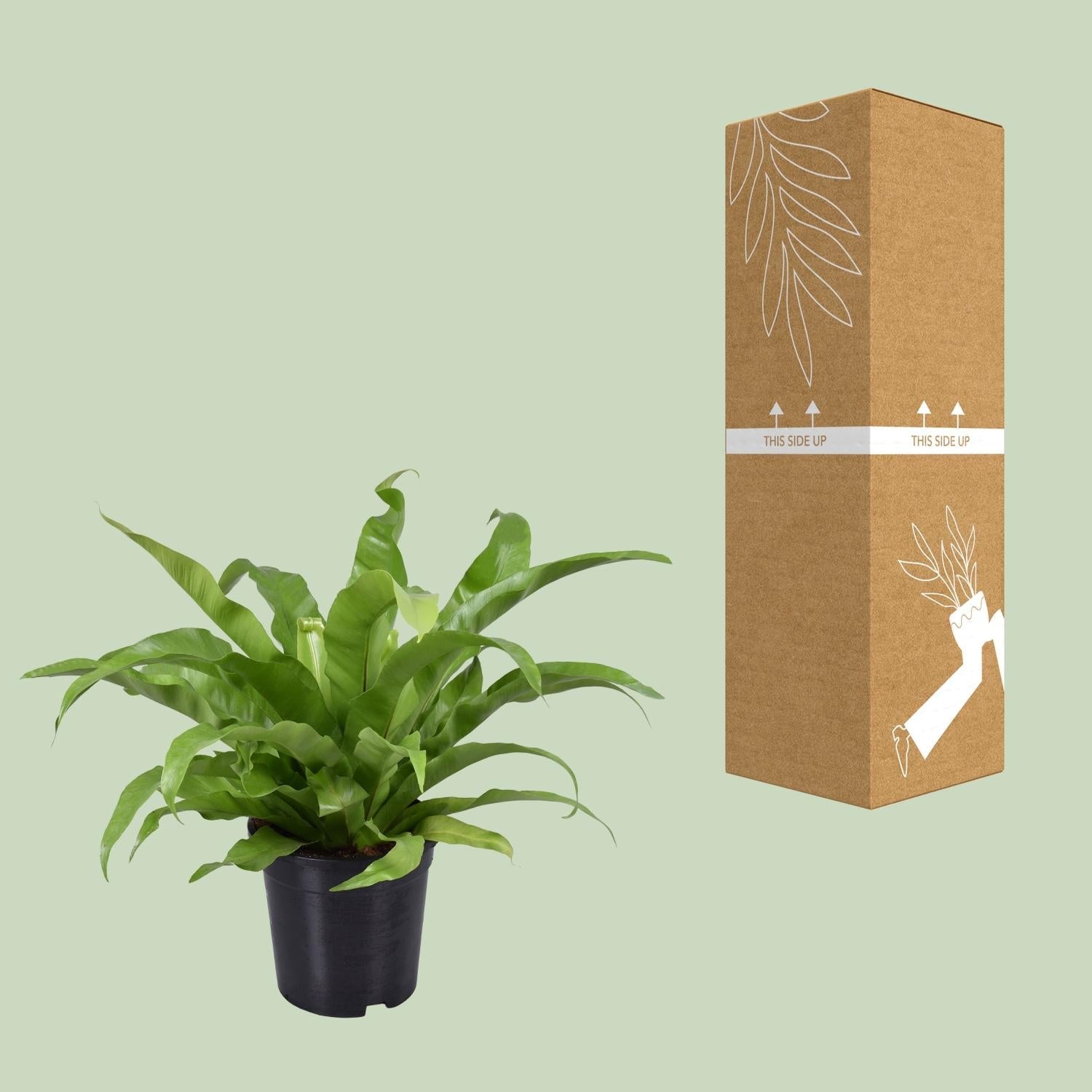 green-guardia-unsere-pflanzen-asplenium-nestfarn-17-cm-45-cm image 3