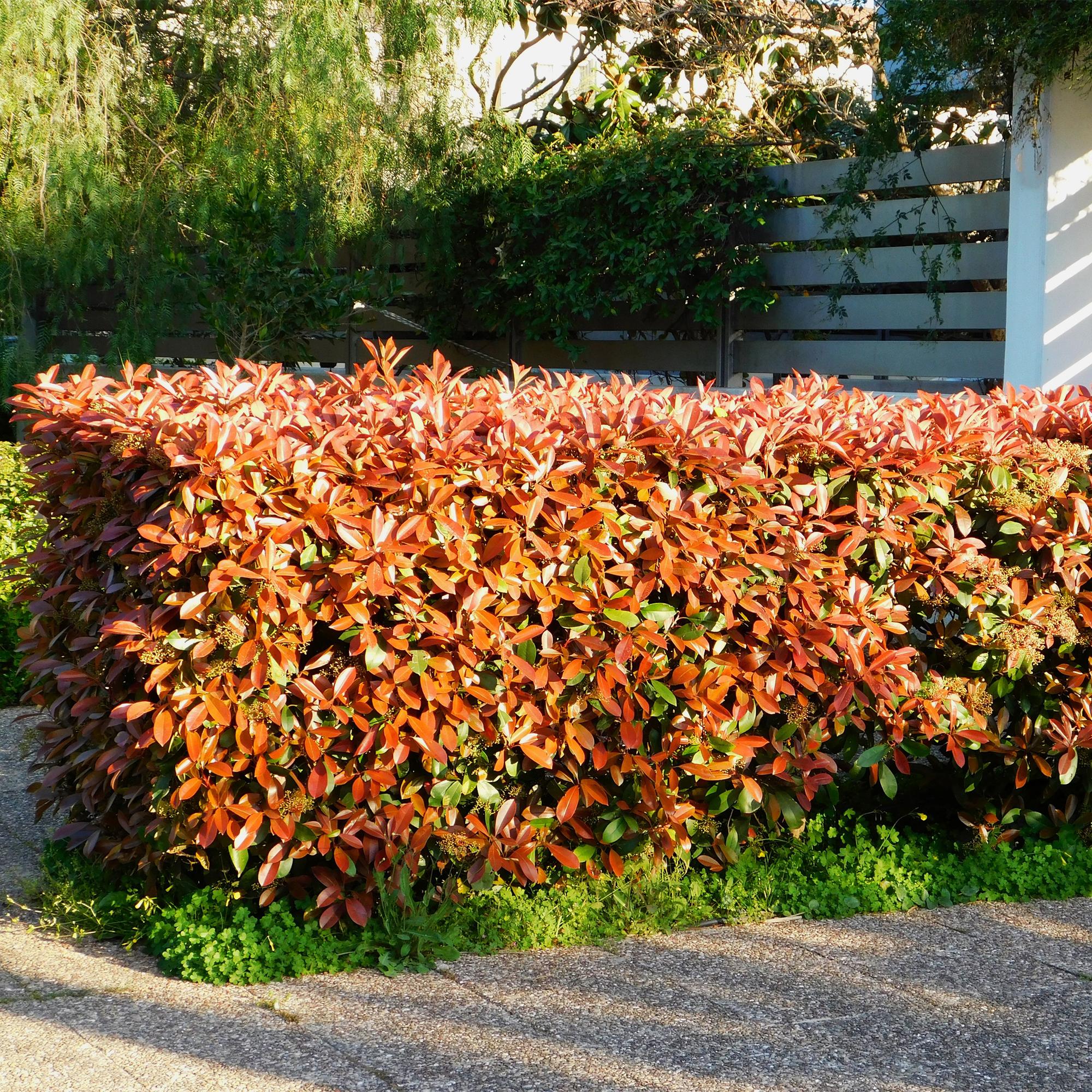 green-guardia-red-robin-glanzmispel-6-pflanzen-50-cm image 3