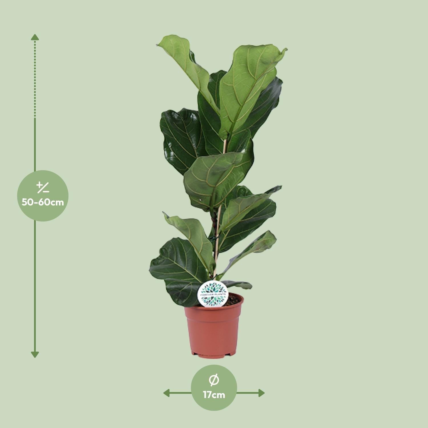 green-guardia-unsere-pflanzen-ficus-lyrata-geigenfeige-12cm-30cm image 5