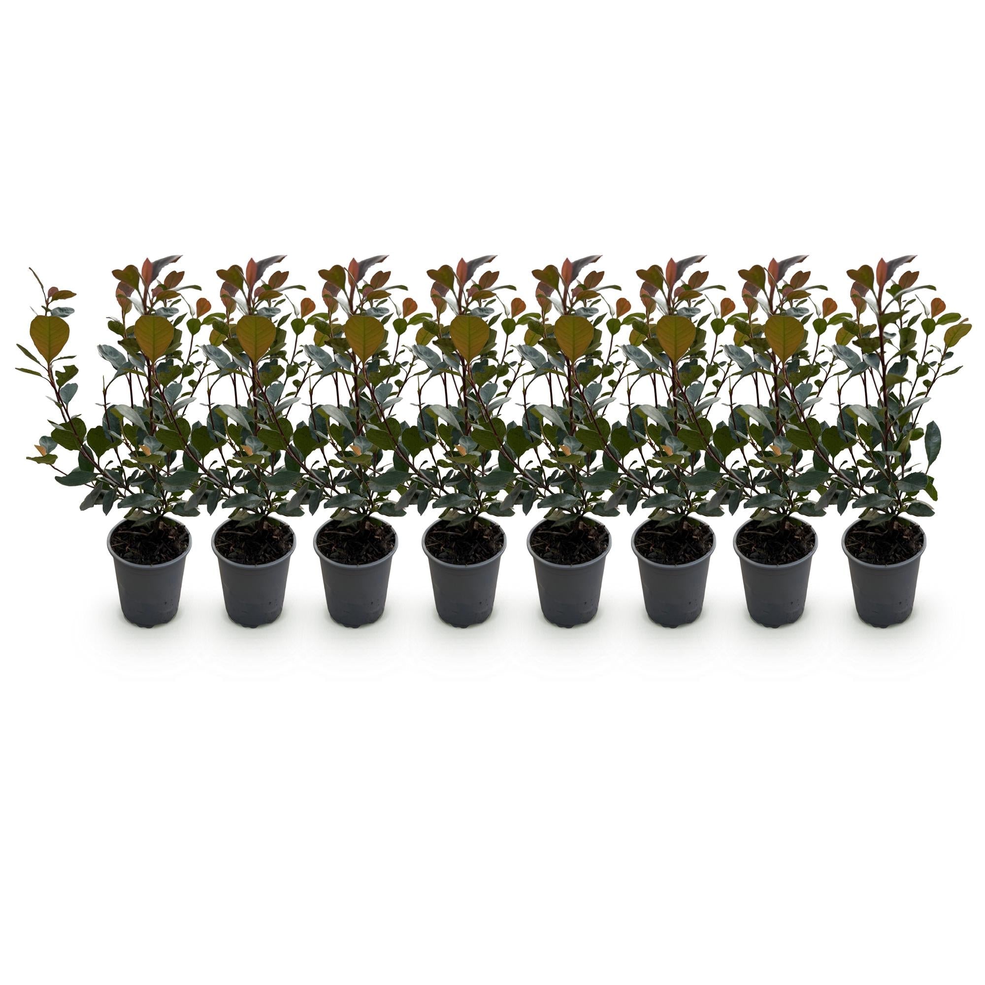 green-guardia-unsere-pflanzen-photinia-little-red-robin-hecke-8er-set image 3