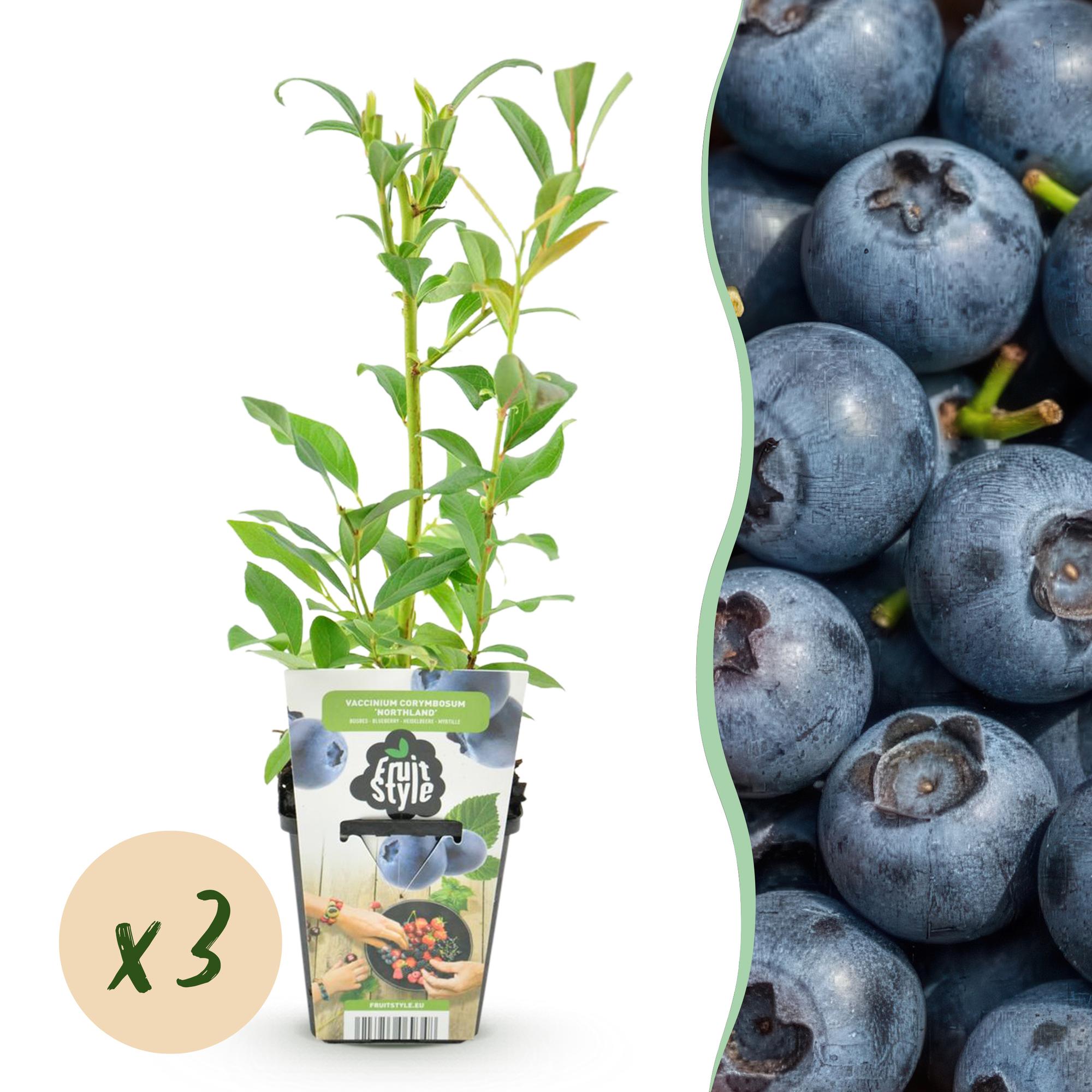 green-guardia-unsere-pflanzen-vaccinium-blaubeere-northland-3-pflanzen image 1