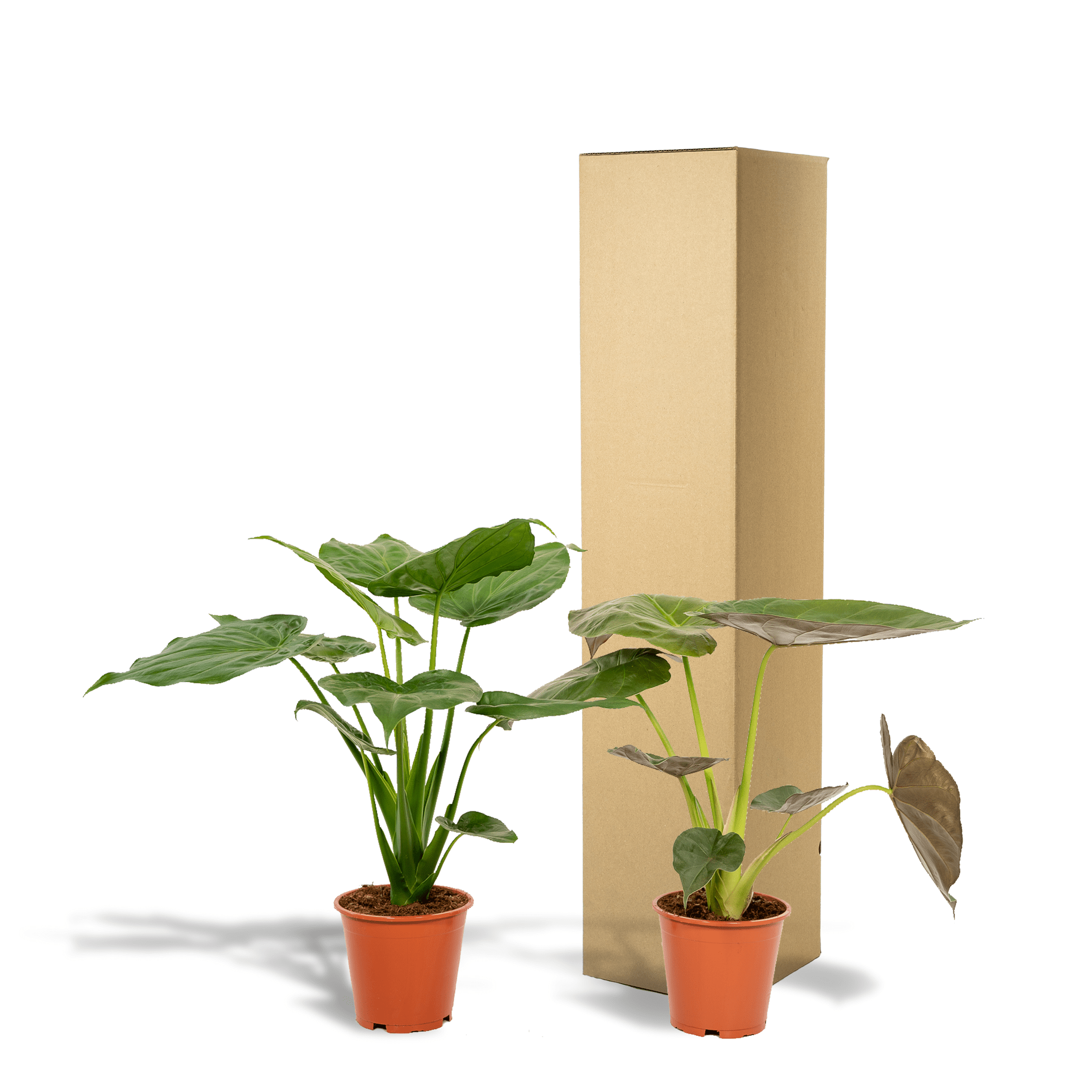 green-guardia-unsere-pflanzen-alocasia-elefantenohr-zimmerpflanze-2er-set-60-cm image 4