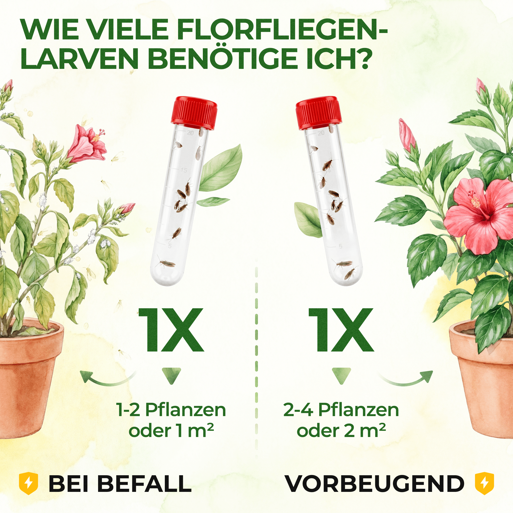 green-guardia-braune-florfliegen-n-tzlinge-1-r-hrchen-1-2m image 3