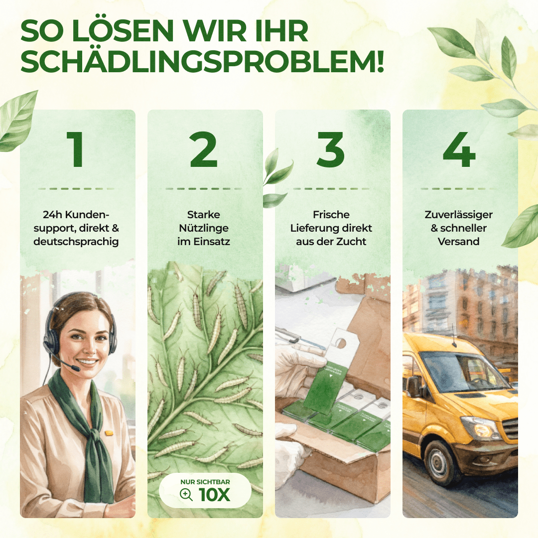 green-guardia-florfliegenlarven-eier-n-tzlinge-gegen-blattl-use-1-karte image 7