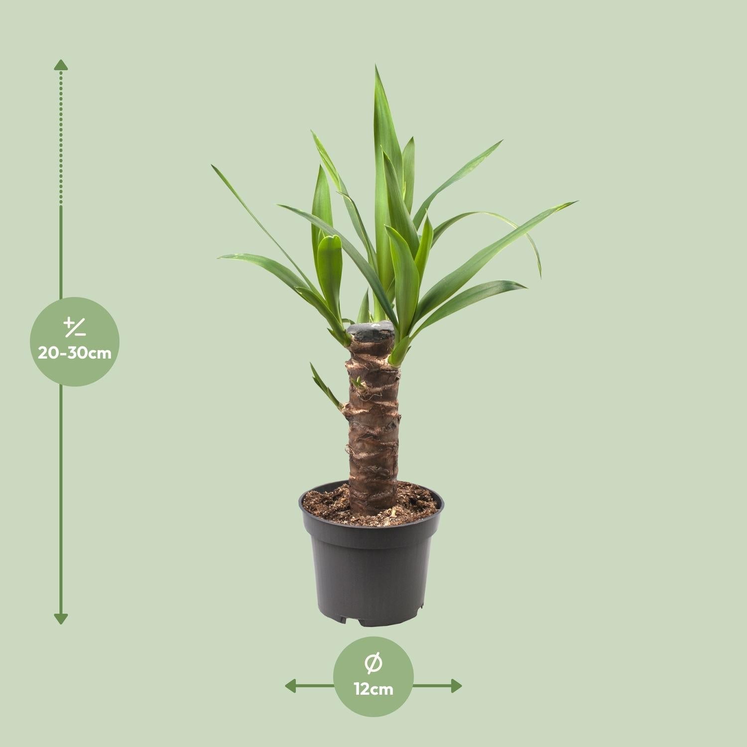 green-guardia-unsere-pflanzen-yucca-elephantipes-palmlilie-85-cm-17cm image 5
