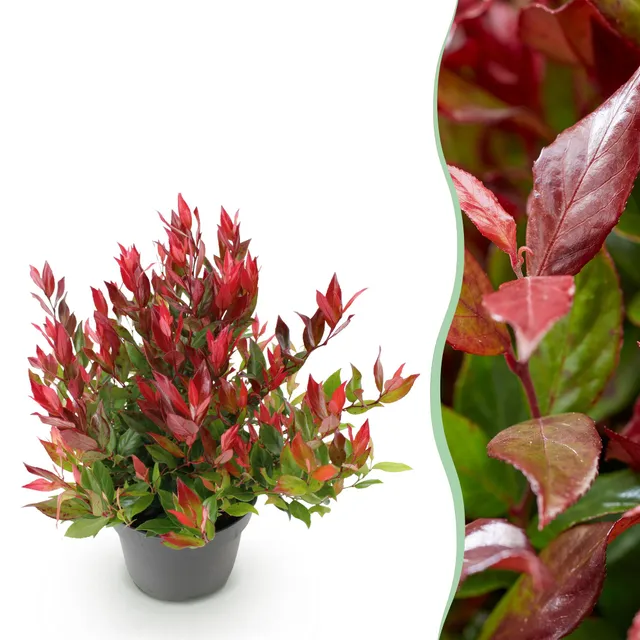 green-guardia-leucothoe-little-flame-40-cm-17-cm-topf image 1