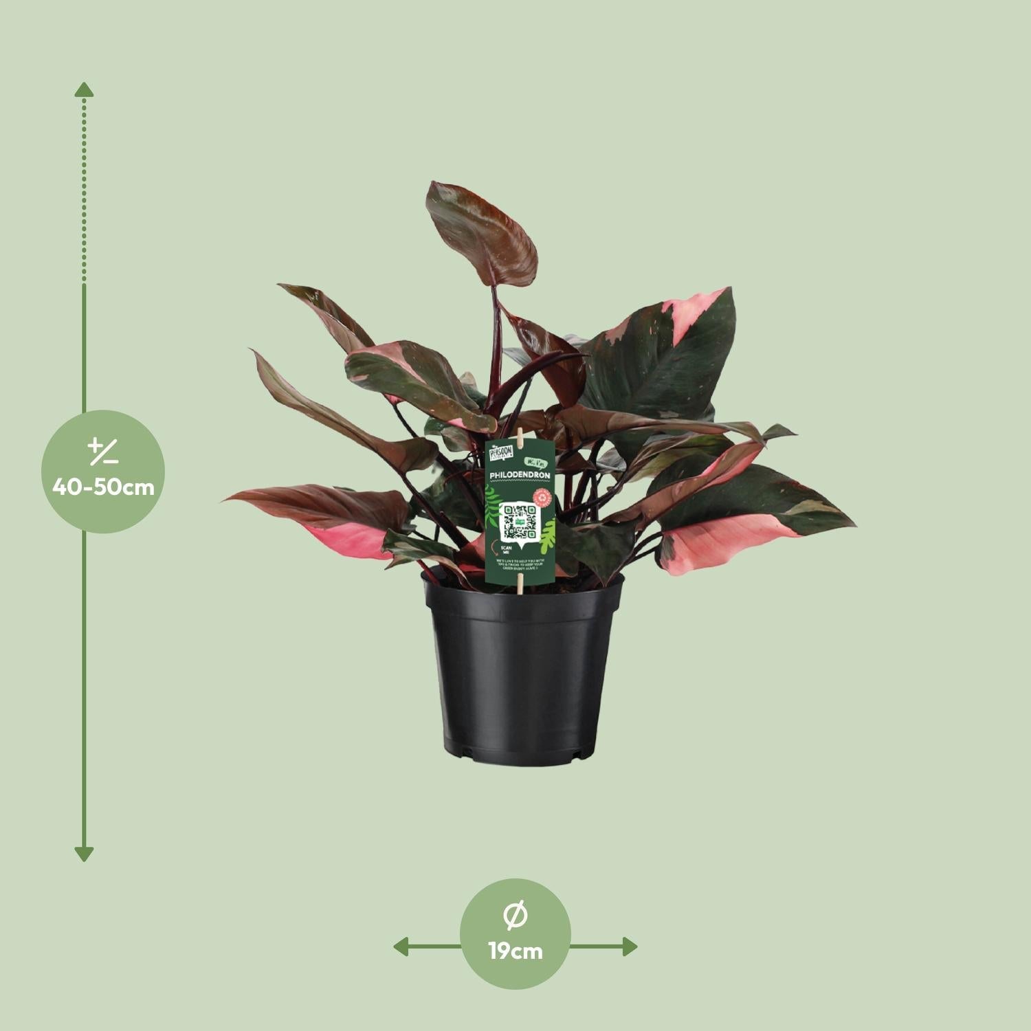 green-guardia-philodendron-pink-princess-15cm-35cm-panaschiert image 2