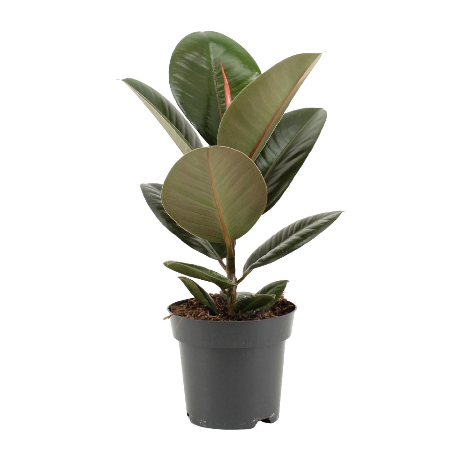 green-guardia-unsere-pflanzen-ficus-elastica-robusta-gummibaum-35-cm image 1