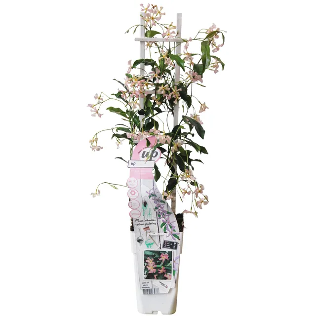 green-guardia-star-of-ibiza-toskanischer-jasmin-1-pflanze-15cm-rosa image 1