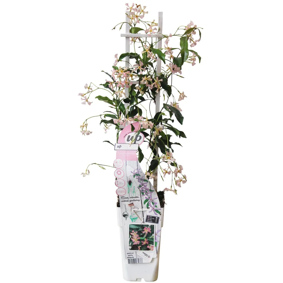 green-guardia-star-of-ibiza-toskanischer-jasmin-1-pflanze-15cm-rosa image 1