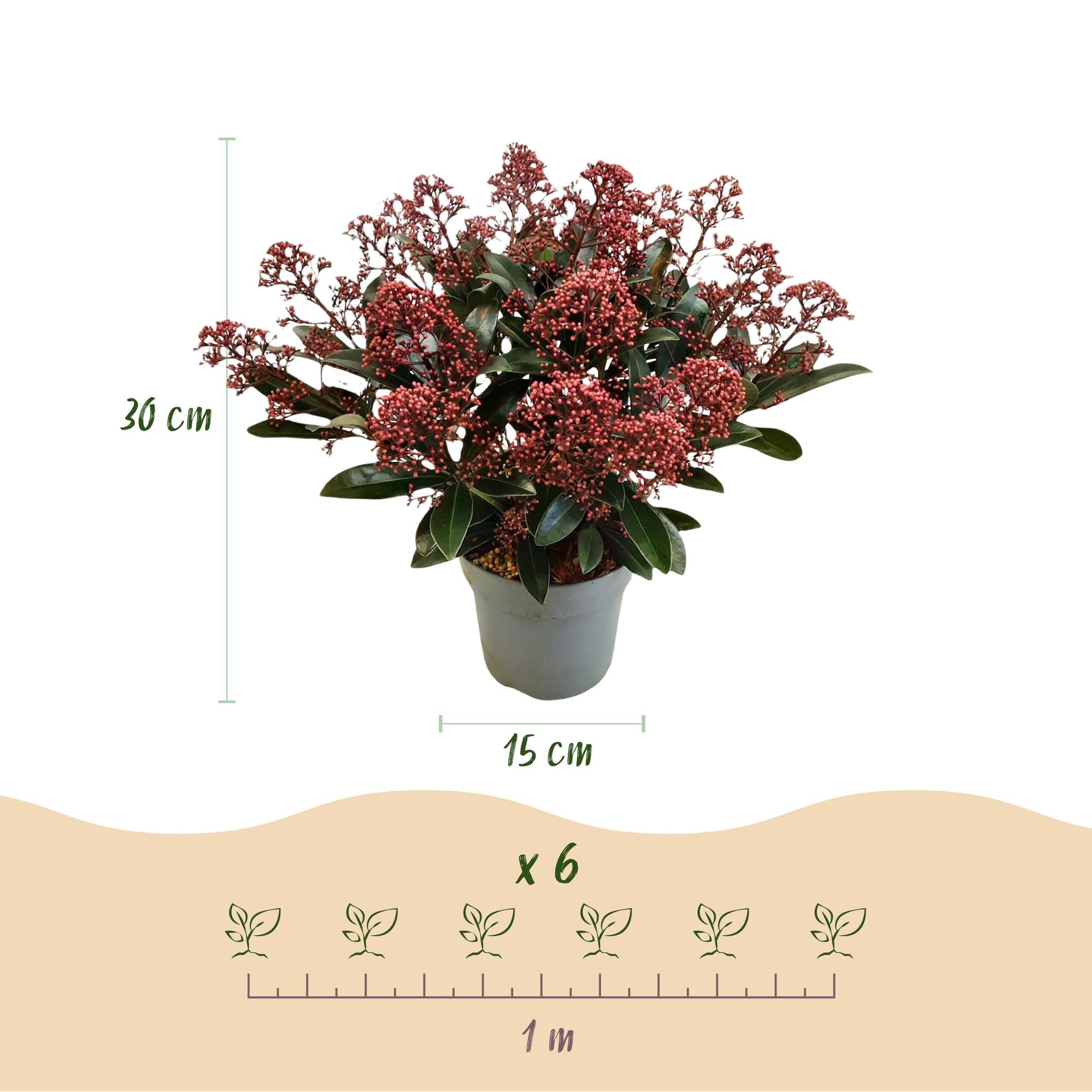 green-guardia-skimmia-rubella-rote-bl-ten-3-pflanzen image 3