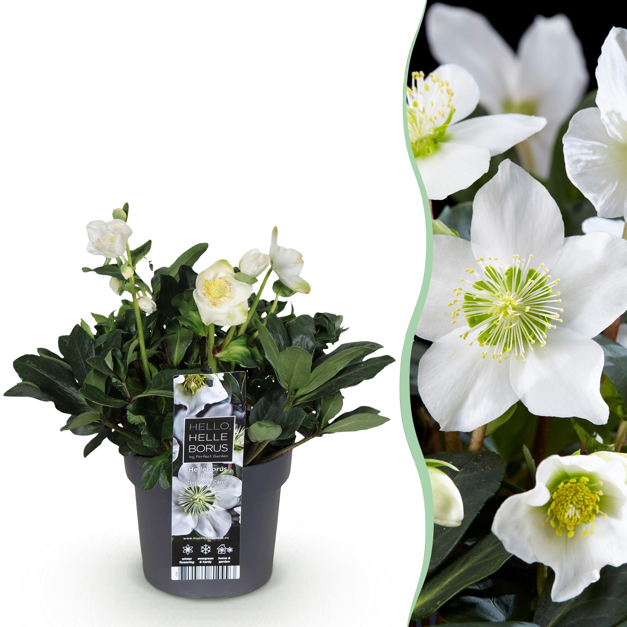 green-guardia-helleborus-christmas-carol-christrose-14cm image 1